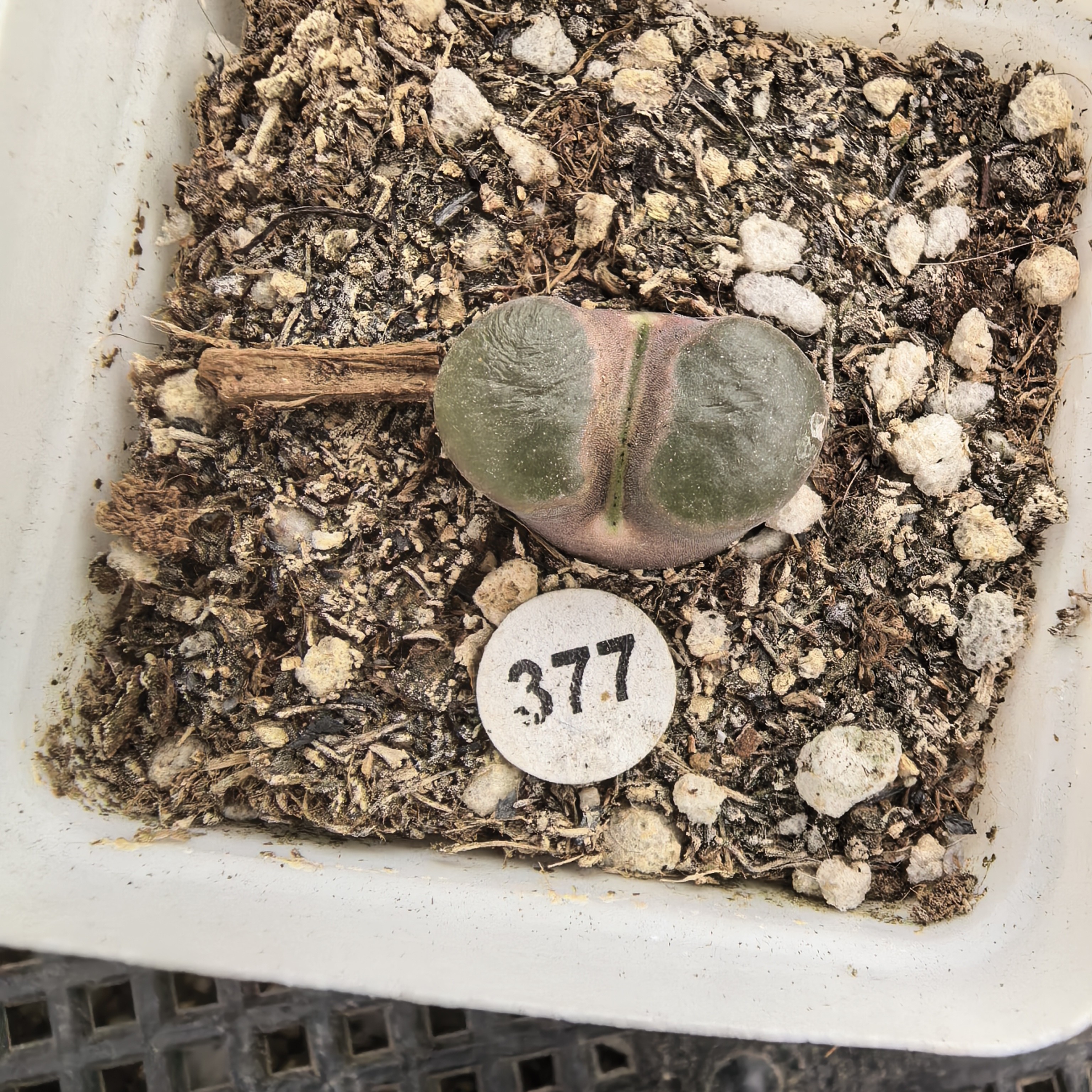 雪花磁铁1.8CM（带盆多肉377）