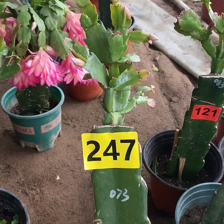 无花朵美*王073/247号新疆不包邮