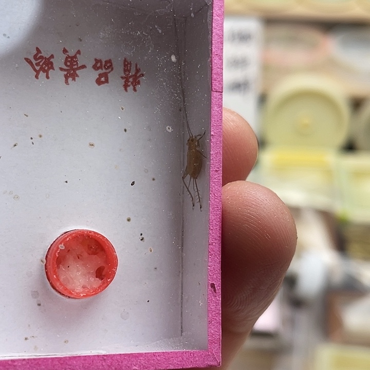 边***魔中黄1啊啊啊啊啊啊啊