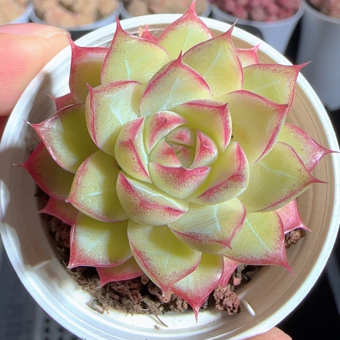 多肉1225-196女王玫瑰