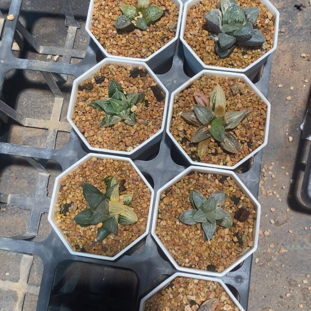 236 七棵实生磨面寿锦 打包白给价 