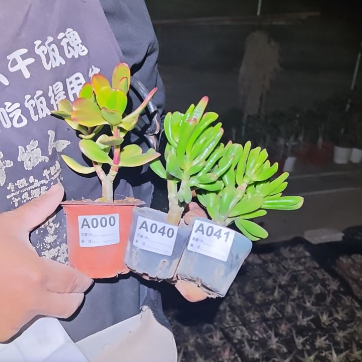 封***…金玉满堂芊芊玉指000 040 041