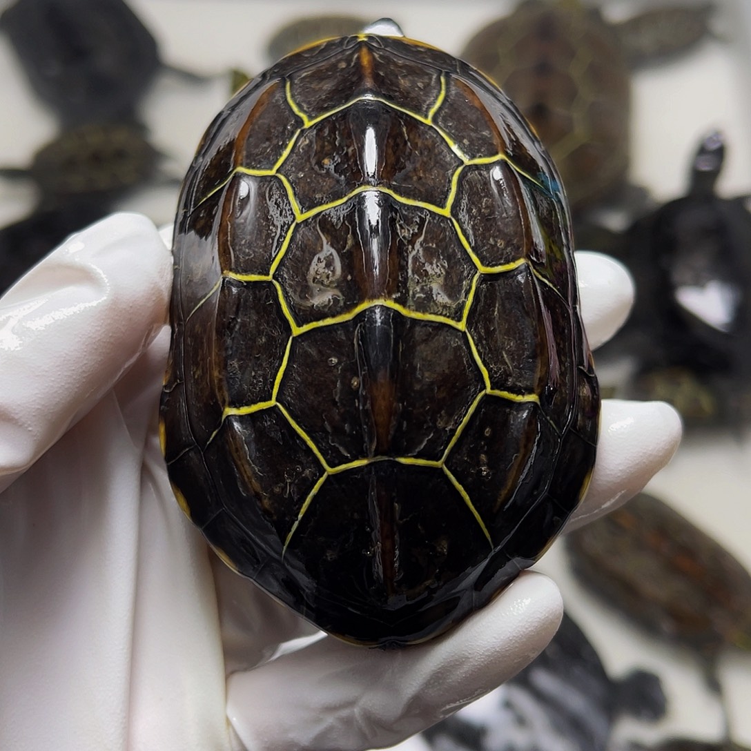 木***木中华草龟公母搭配1238596