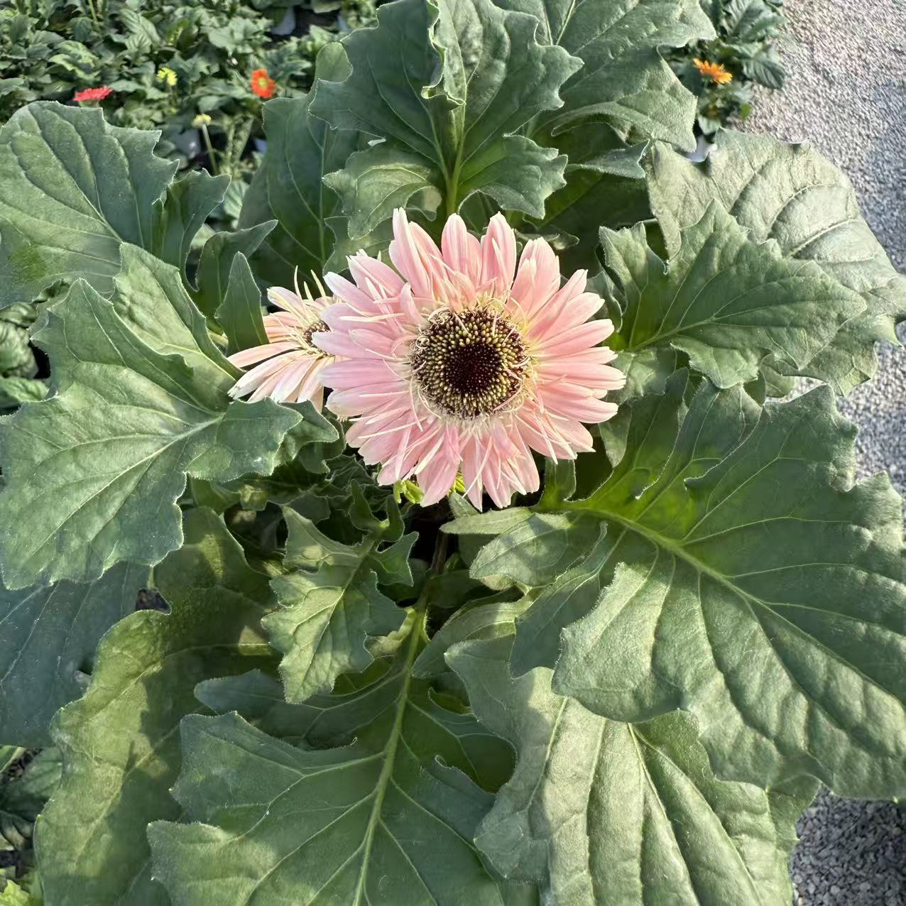 矮秆菊盆栽花卉易养护适合阳台种植