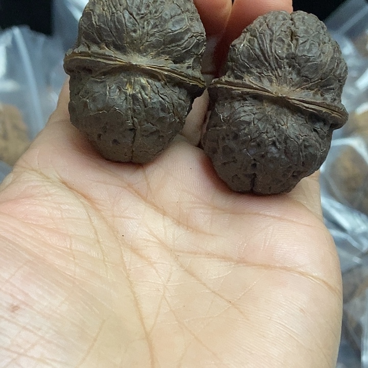 文玩核桃把件云南铁核桃基地35