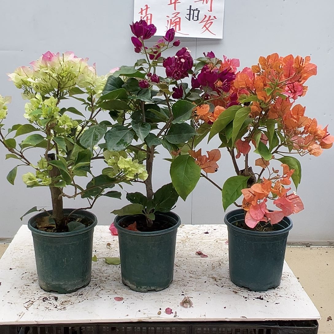 大部分花苞少量开放绿樱，黑暗行者，波妹组合