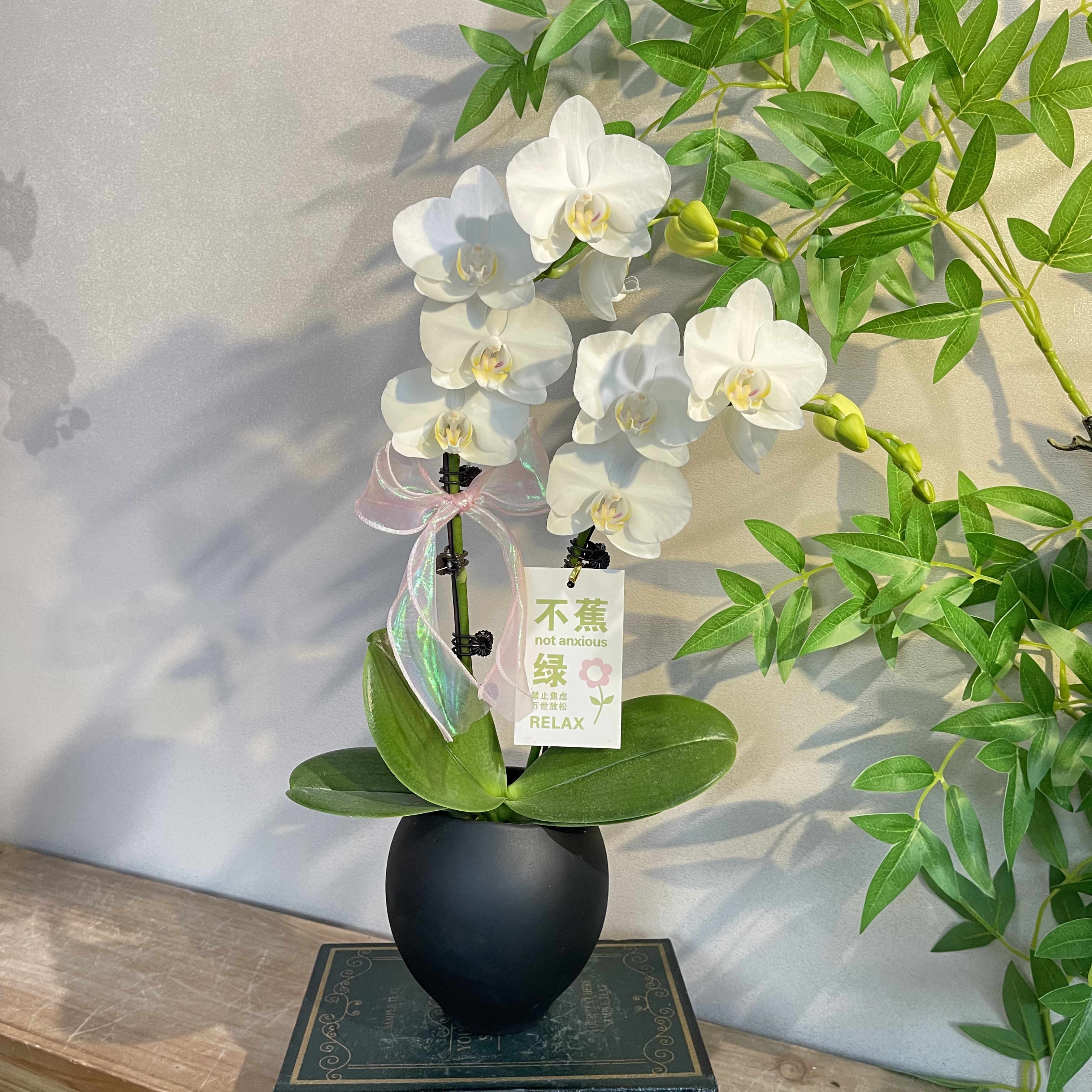 蝴蝶兰《阿玛》纯洁白色典雅高贵 好养耐养带花带花苞 基地直发