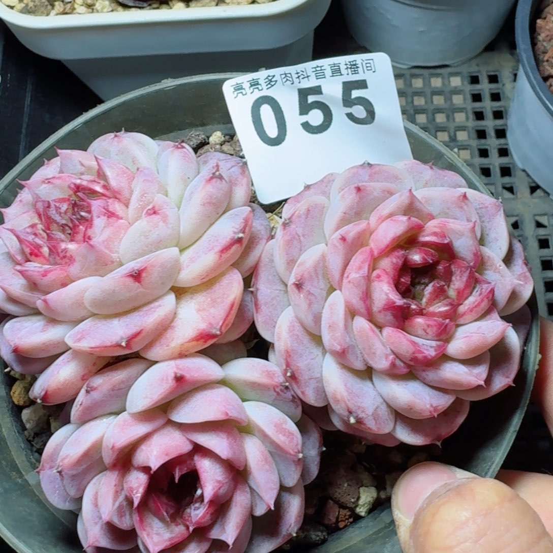 天鹅绒         多肉植物