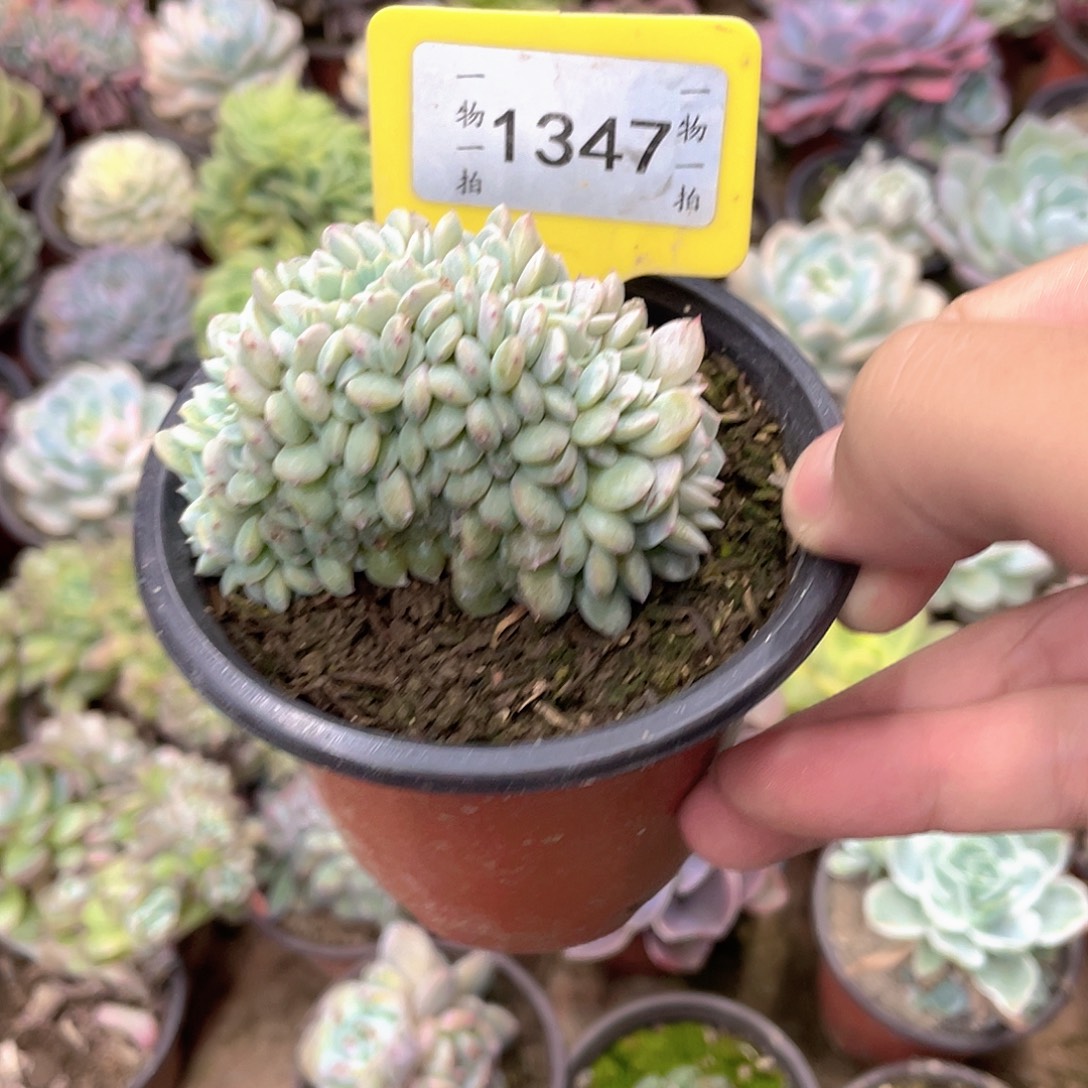 西***心1347号多肉植物盆栽
