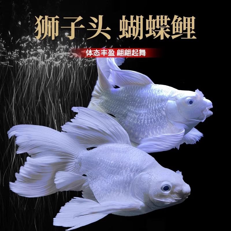 台湾普身蝴蝶鲤贵妃龙鲤锦鲤鱼白金龙凤鲤金鱼冷水鱼