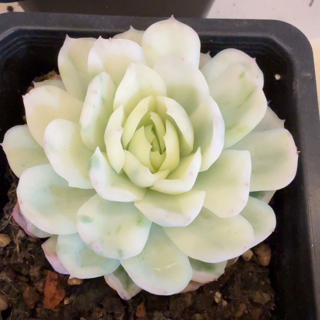 贝瑞 安吉园艺锦锦