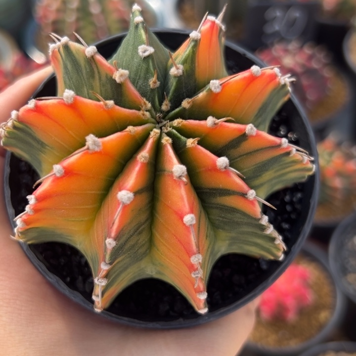 泰国米哈仙人球16