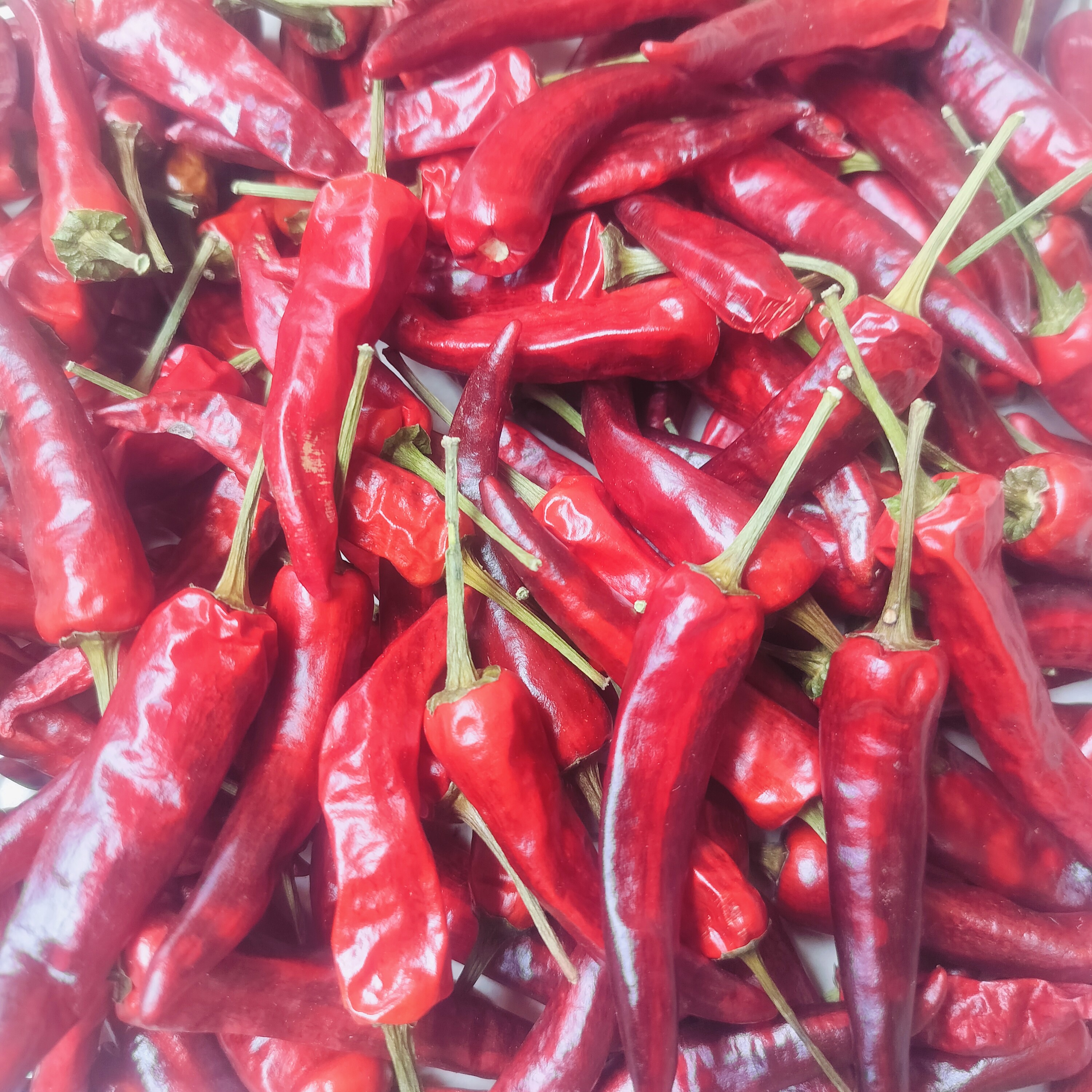 福建辣椒王遵义种植，抄菜，卤莱专用。