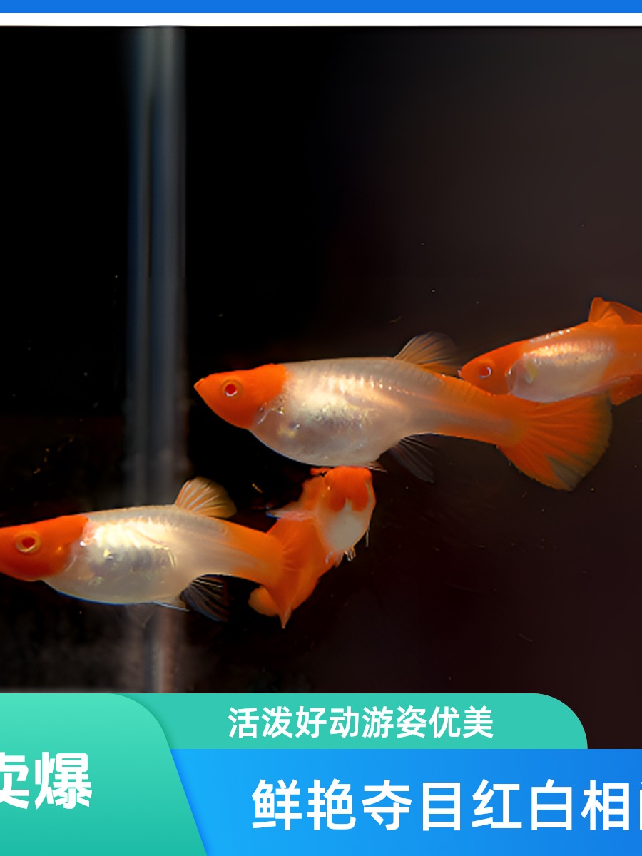 纯种天空蓝，火烧云孔雀鱼