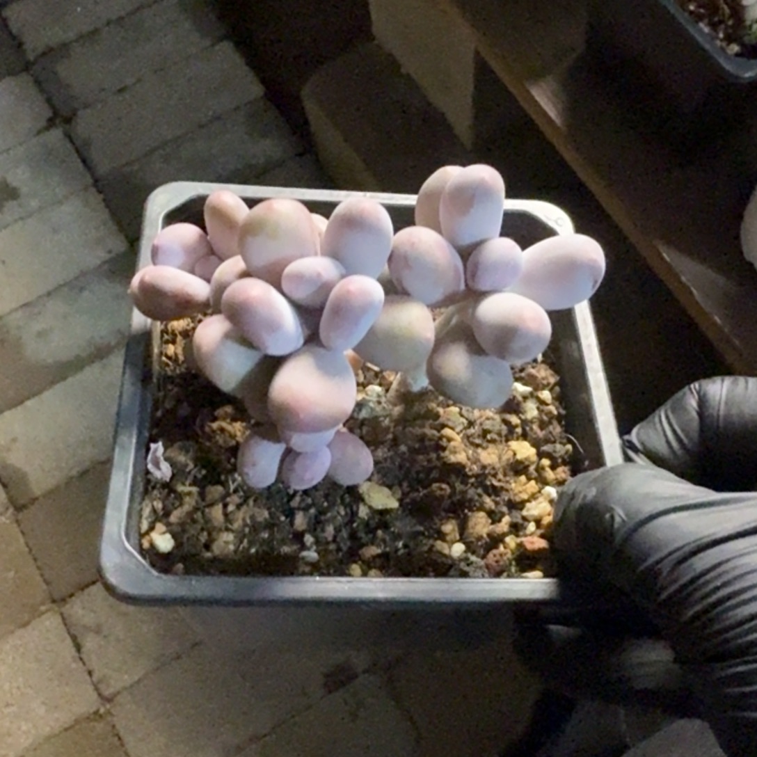 米可奶111111111111111