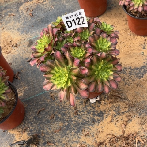 122韶华不包断枝