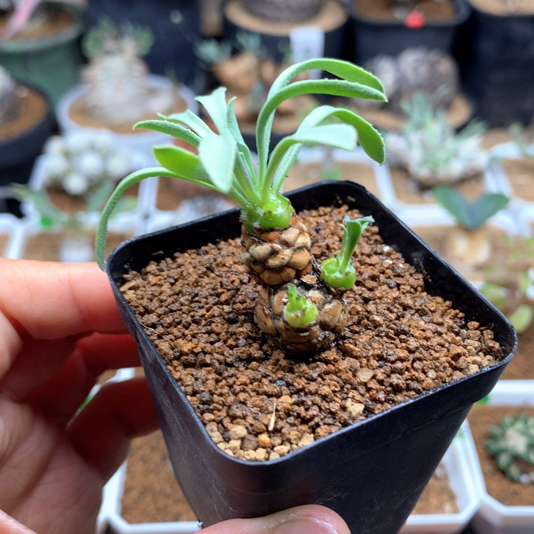 苏铁厚敦菊带盆多肉