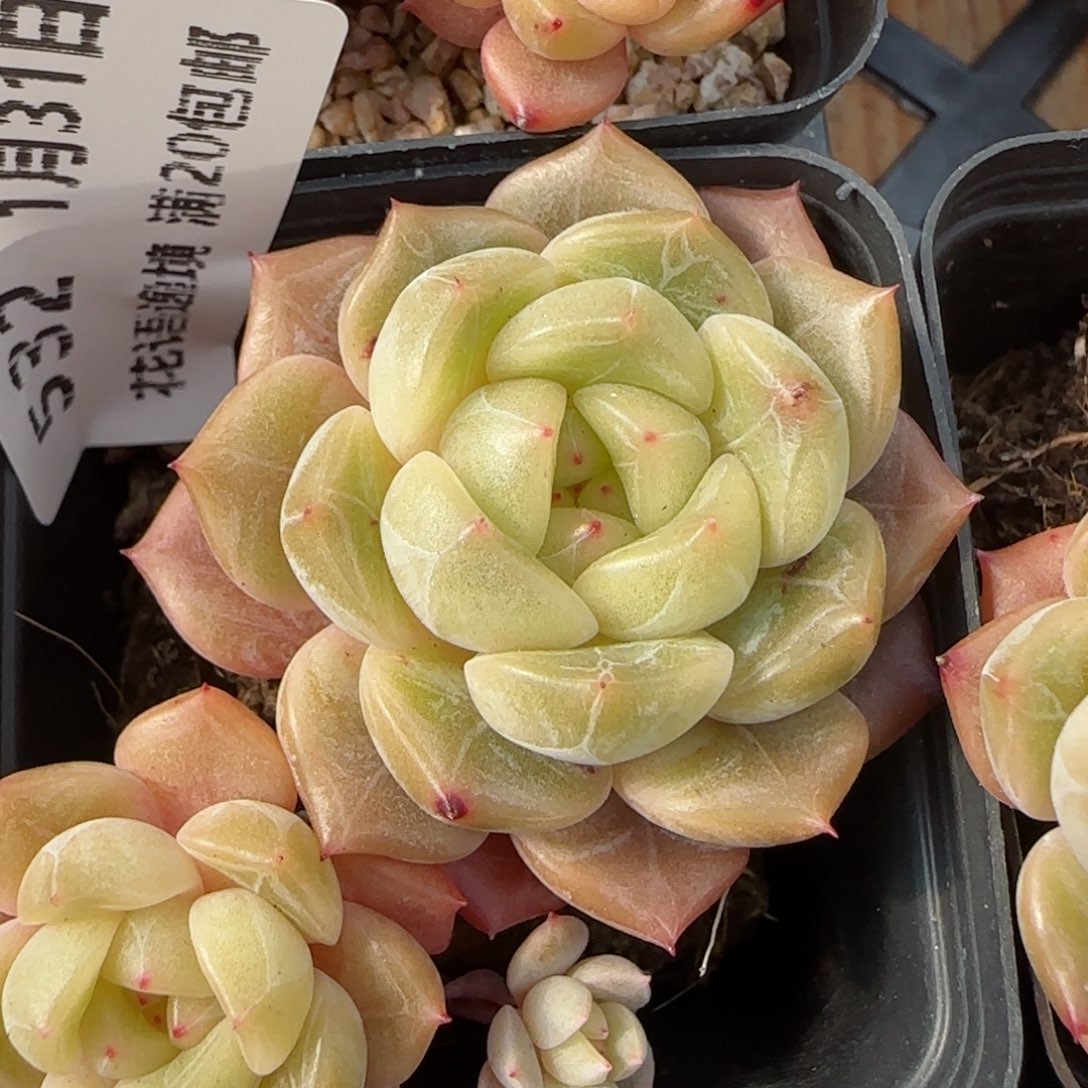 花语逸镜0131-542