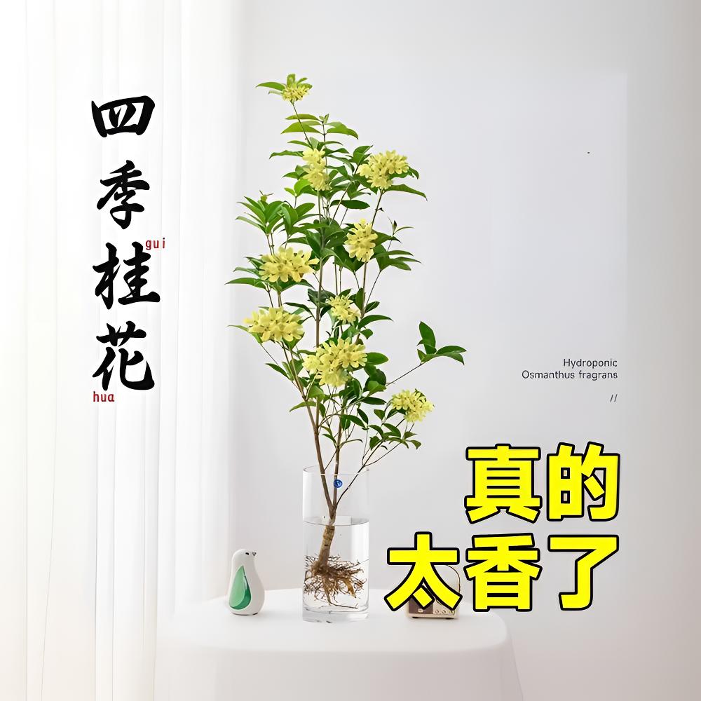 水培桂花盆栽树苗好养浓香型室内办公室桌面水养四季桂花水培绿植