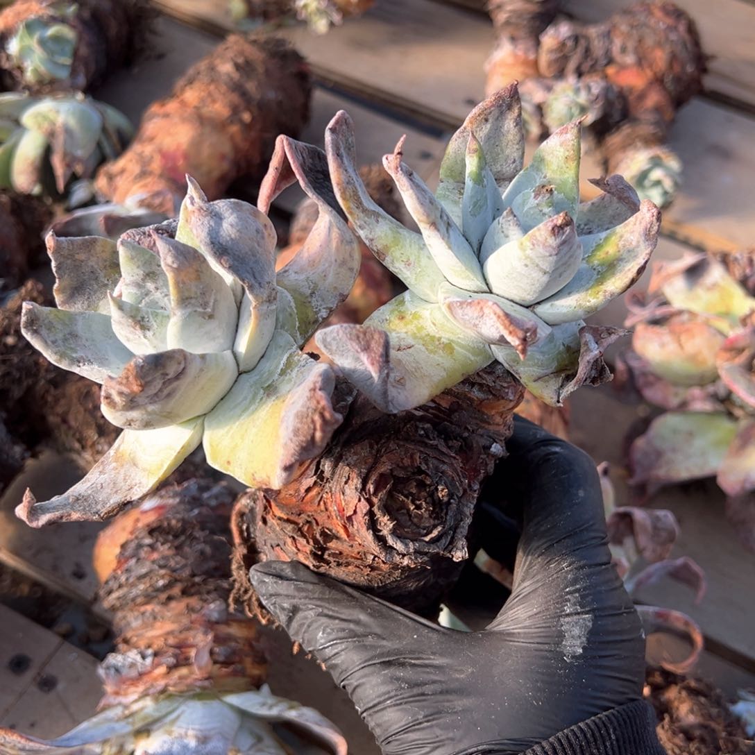 539瑕疵福利哈哈哈哈