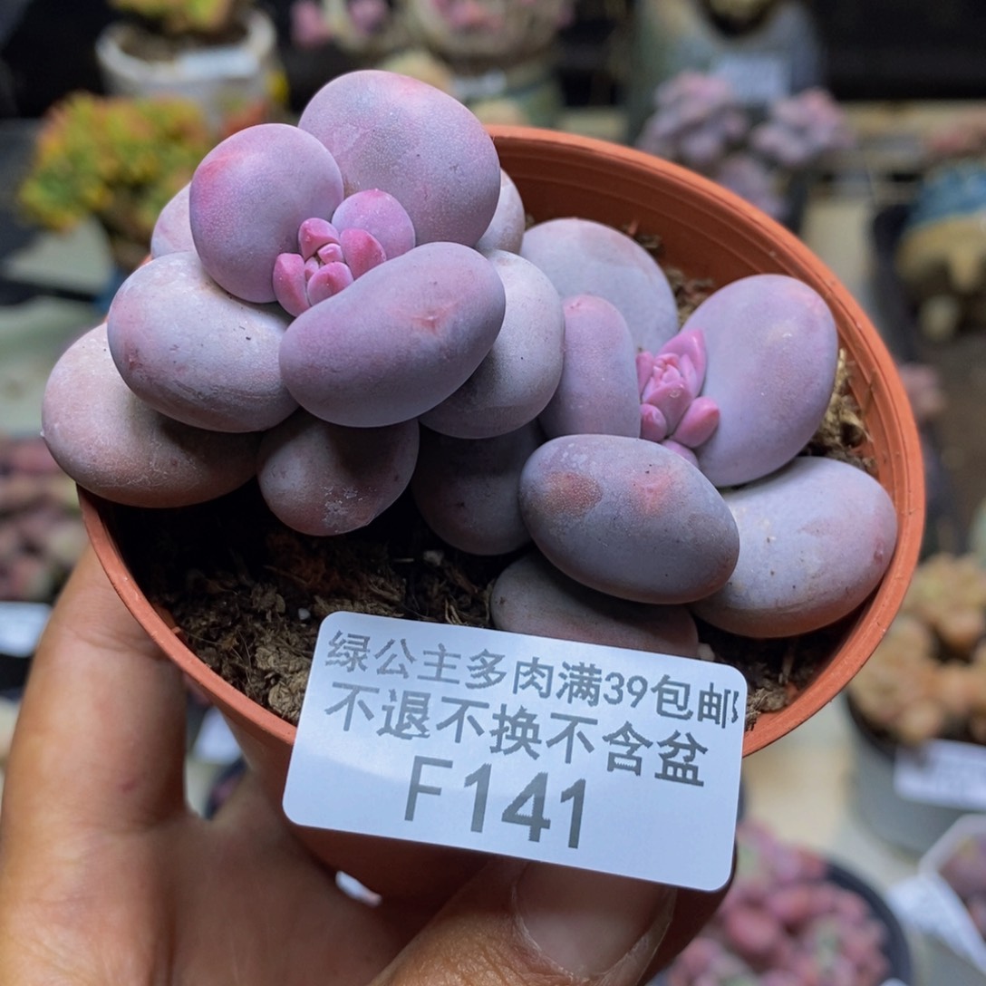 141大叶奶多肉6cm