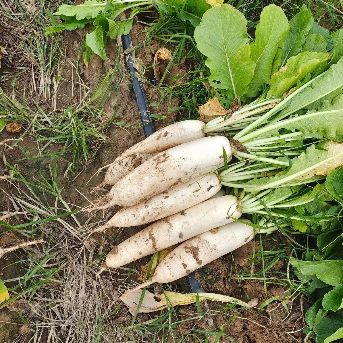 衡山本地现挖新鲜白萝卜 可生吃 可做菜