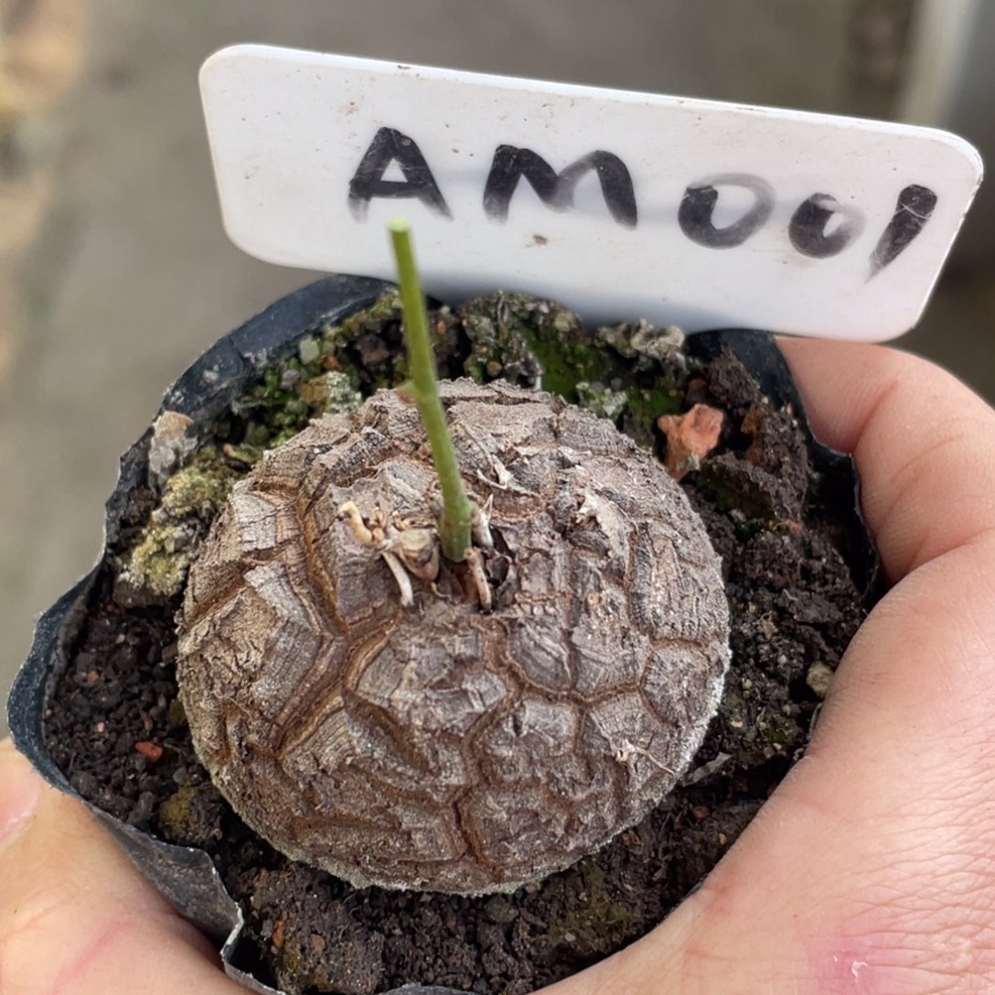 龟甲龙4.2公分，不退不换，潜力股