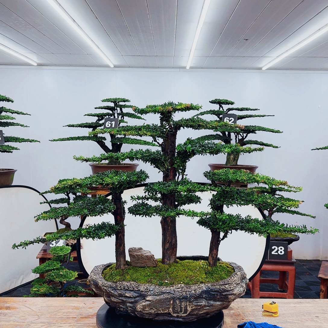 无花朵冒*者0000000000