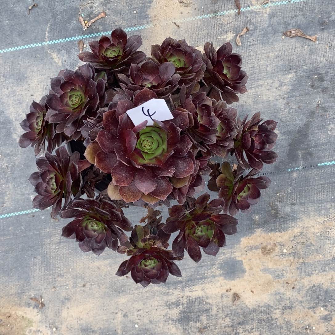 全部花朵多肉植物组合拼盘4