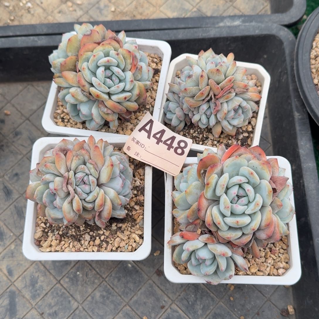 石榴籽福利呀呀呀呀呀