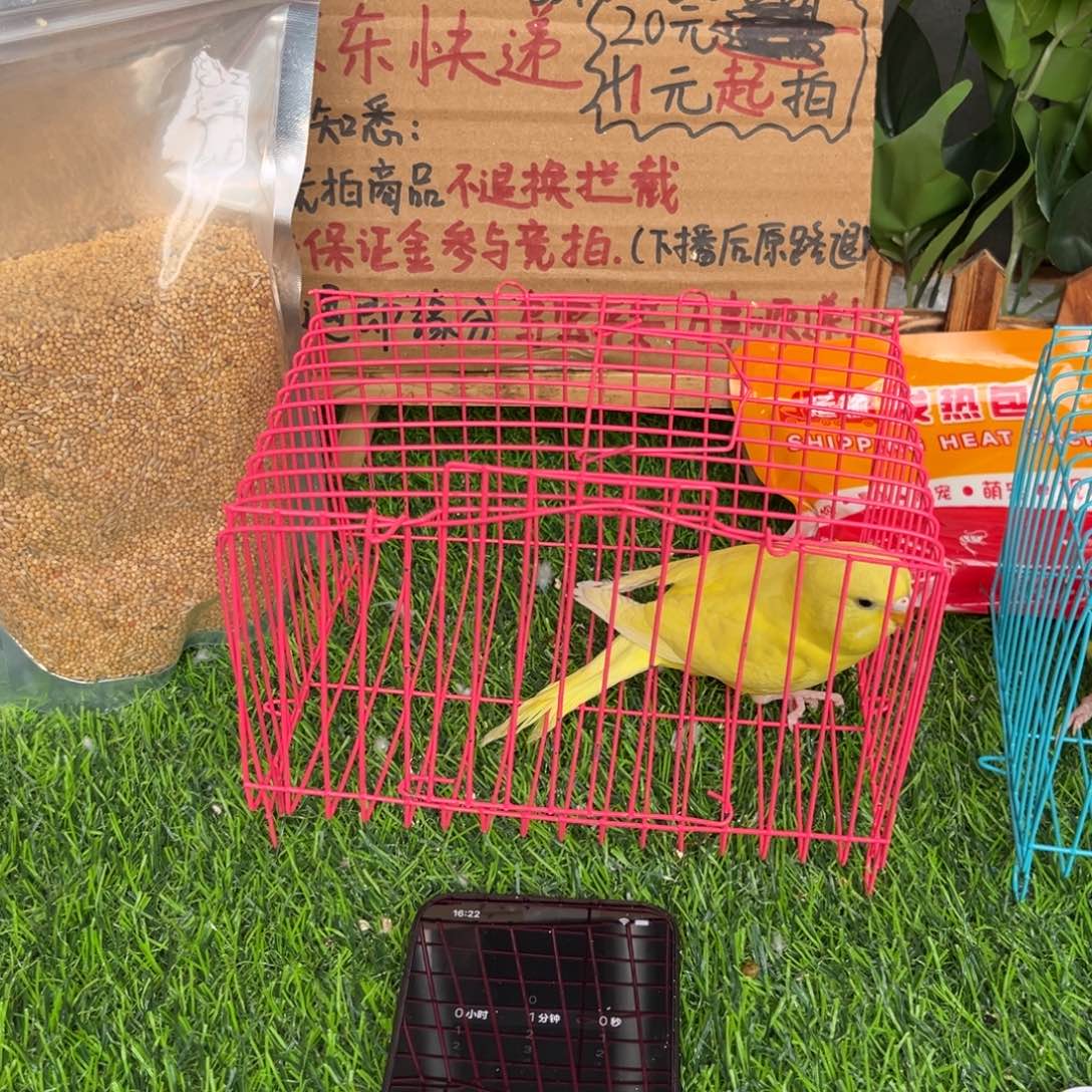 小***沫虎皮鹦鹉大头虎皮鹦鹉一只，一物一拍不退换竞拍