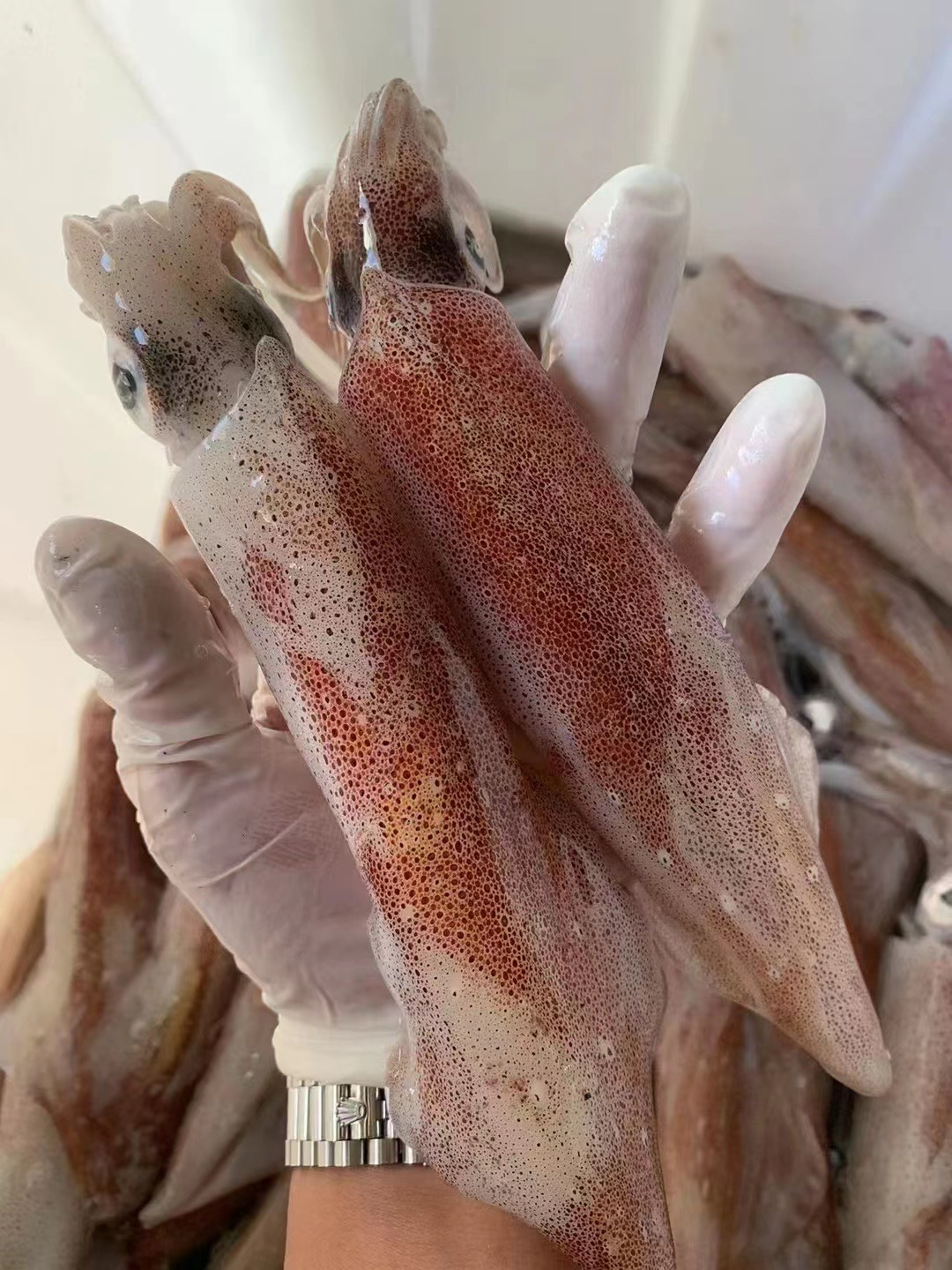 汕尾本港野生海钓活冻鱿鱼 部分带籽 包甜包脆包不缩水