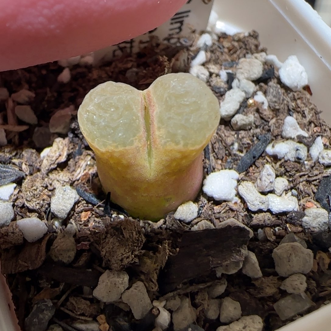 肉锥多肉植物百科-粉樱1035