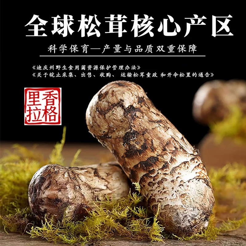 ZL【买1斤送1斤】5-7cm精品品质顺丰空运包邮香格里拉新鲜松茸