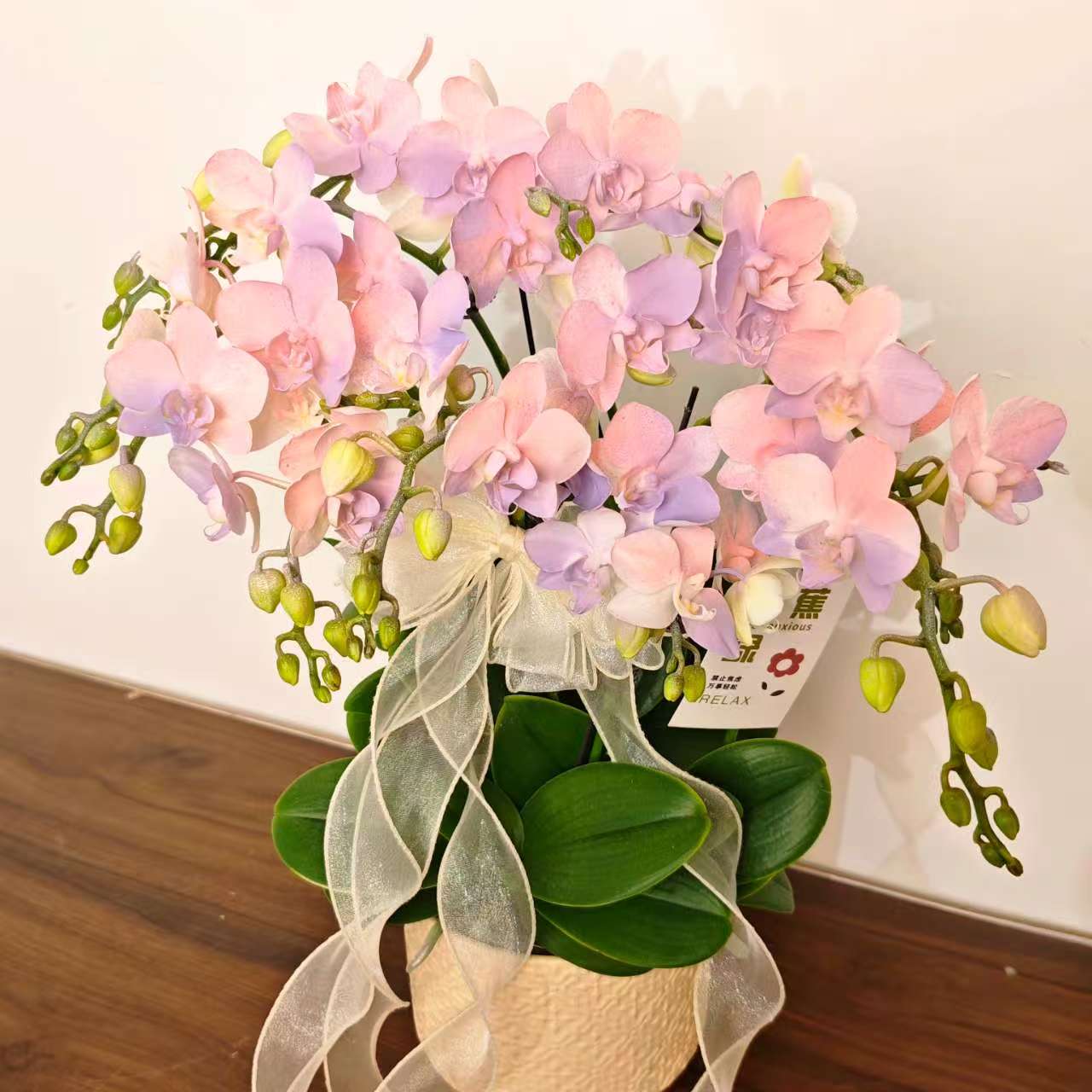 【棉花糖】蝴蝶兰高端稀有艺术喷染造型 欧品好看耐养