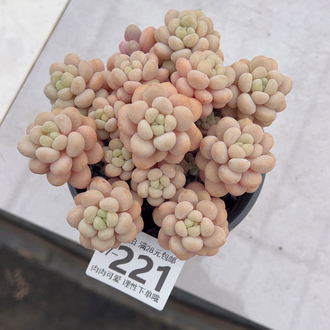 洛可可多肉多肉多肉多肉