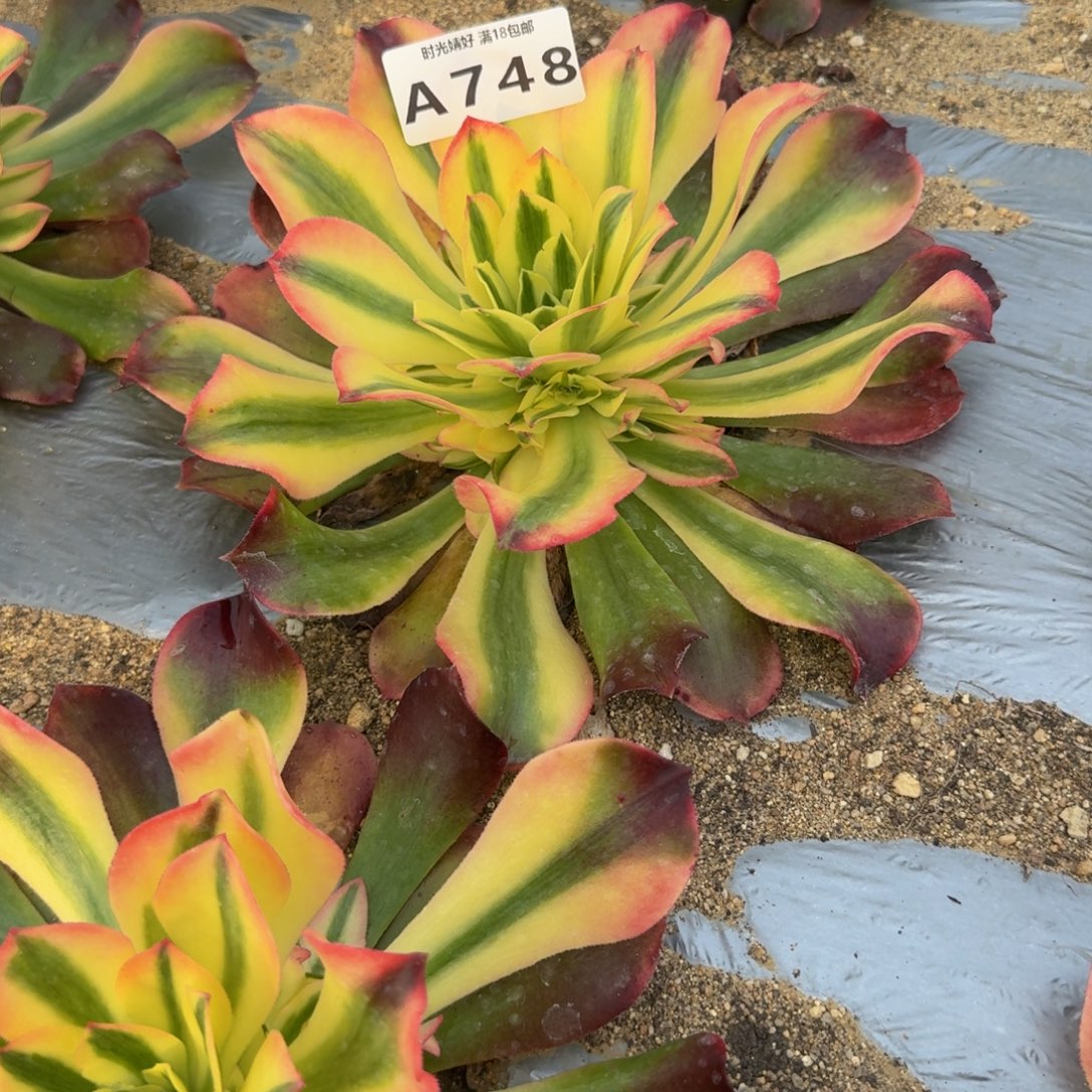 748香妃。多肉植物