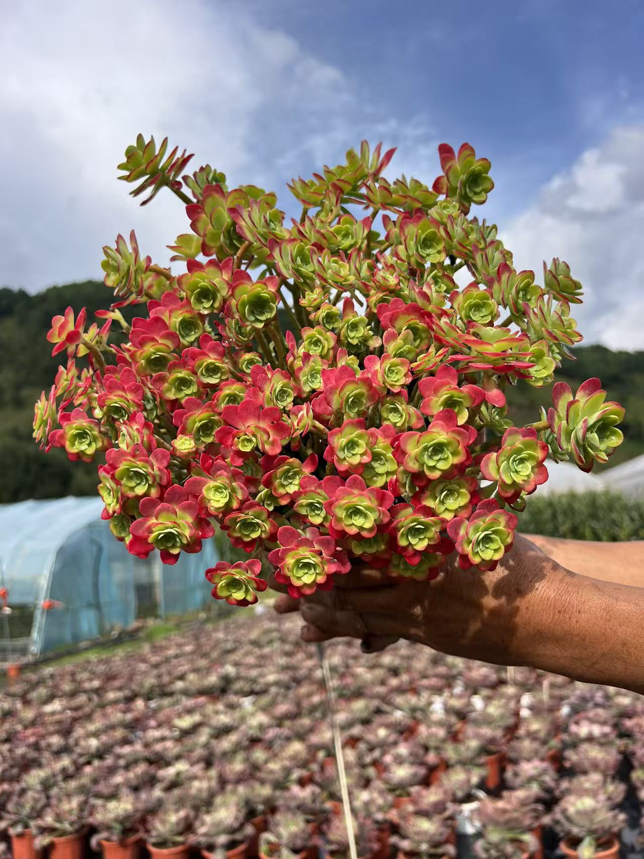 大老桩薄化妆多肉植物好种好养适合新手室内外皆可种植脱土发货