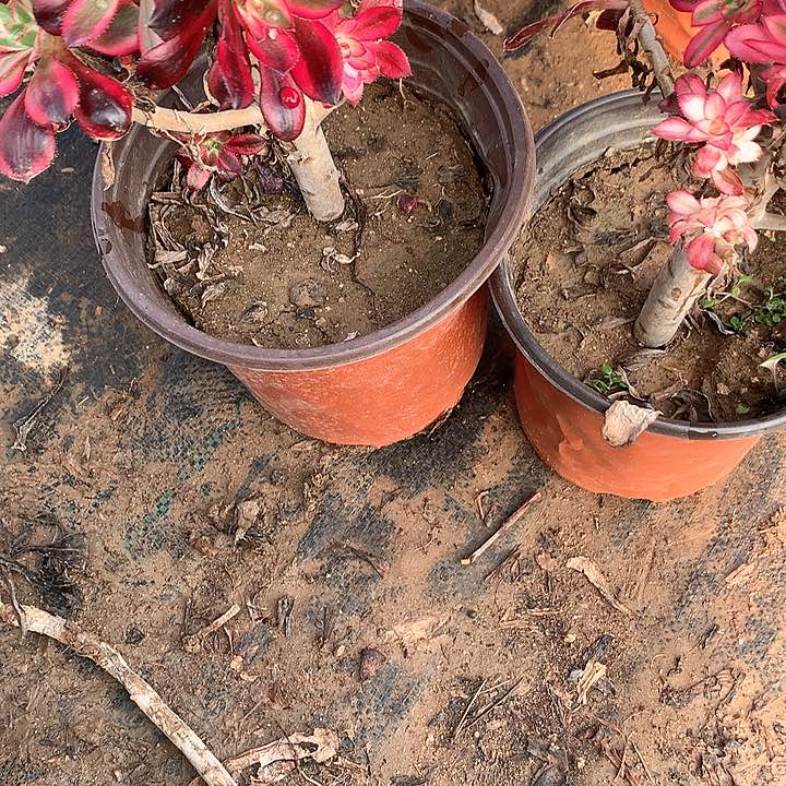 多肉植物丽娜两颗916