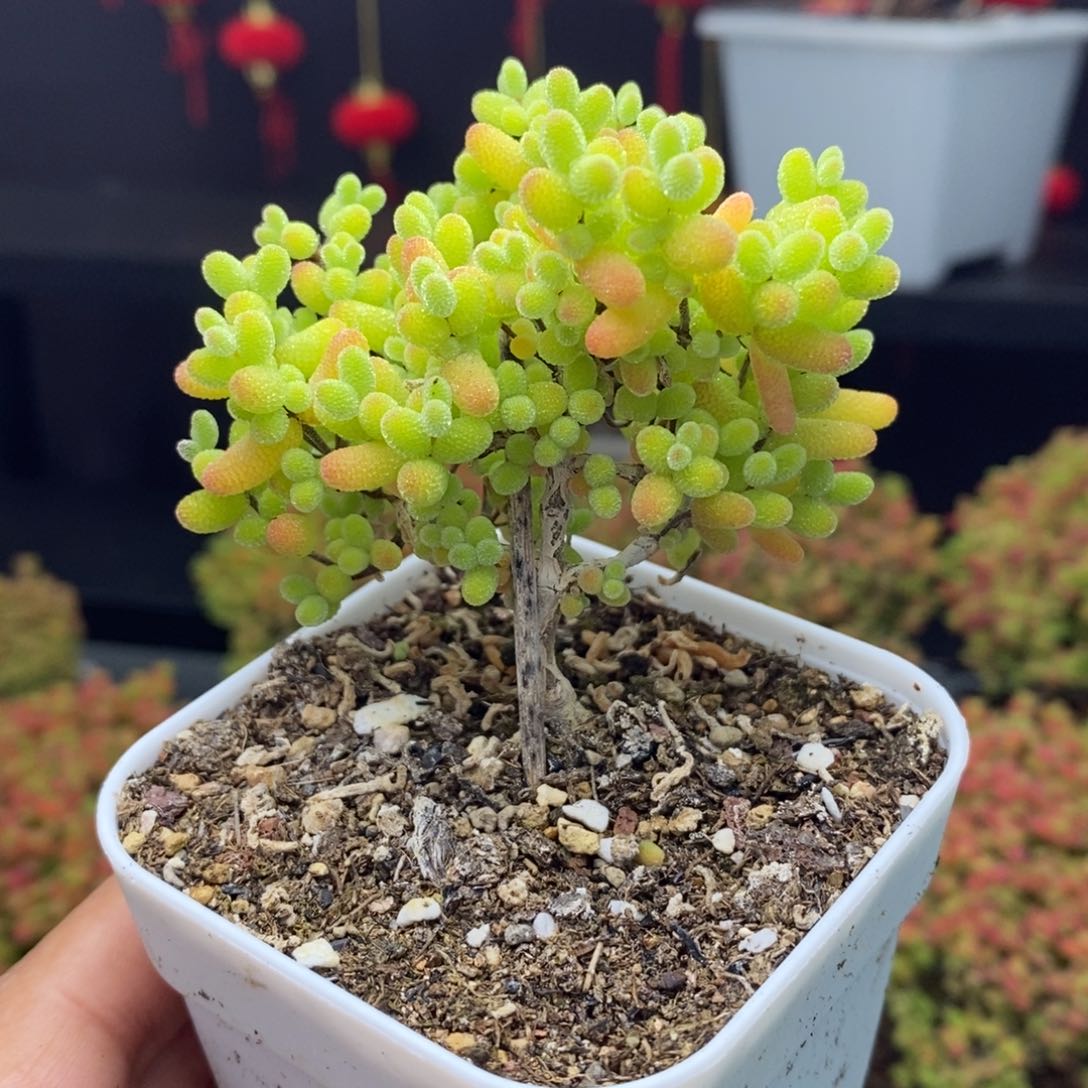 533号金桔糖球枝干 