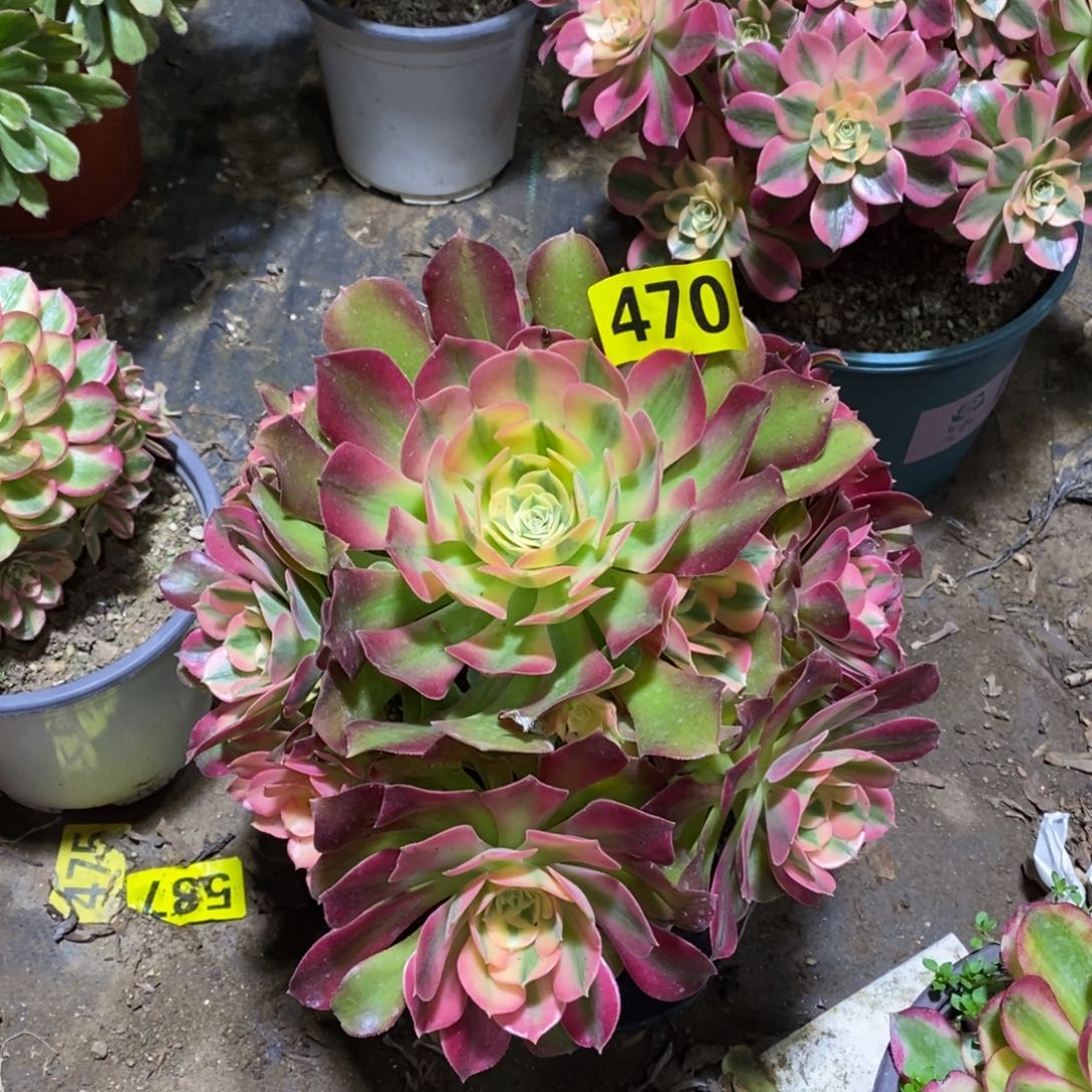 香妃多肉法师470