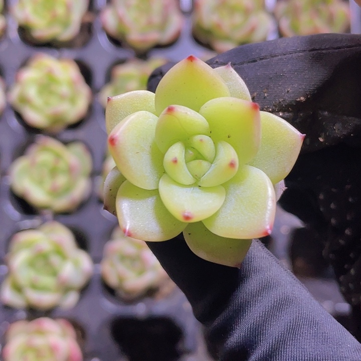 13精品乌白2颗一组