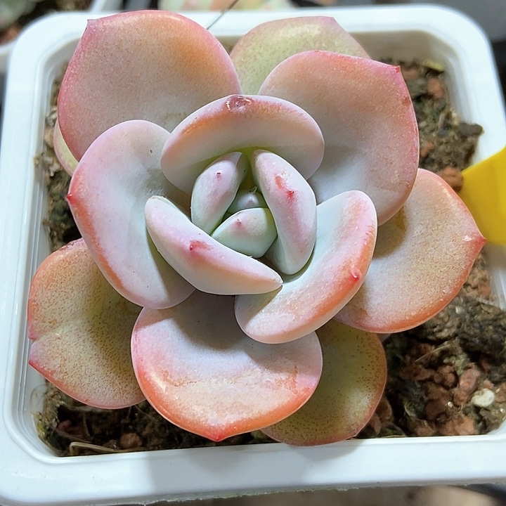 多肉植物奶茶640