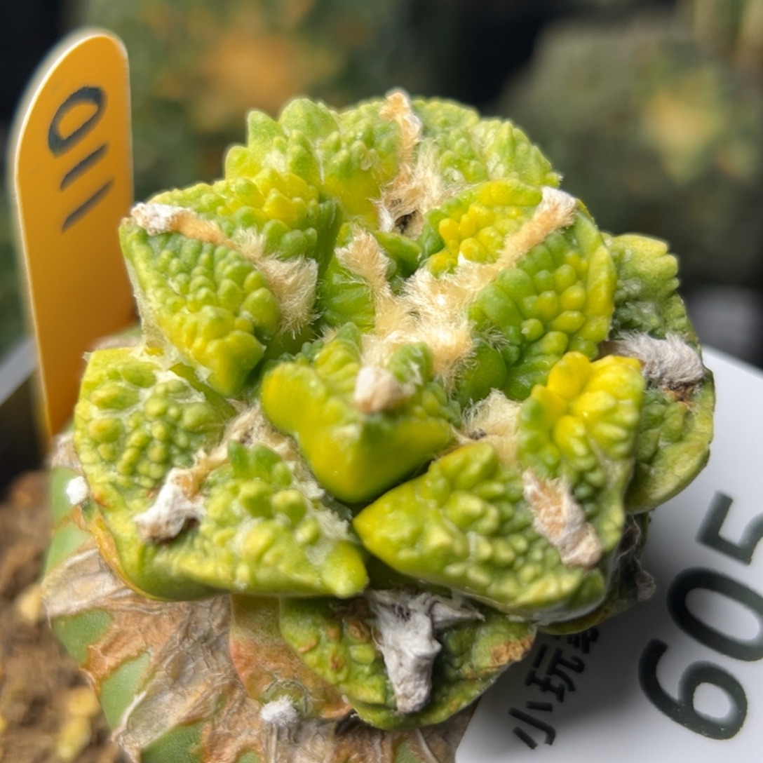 605 仙人球的比赛将于