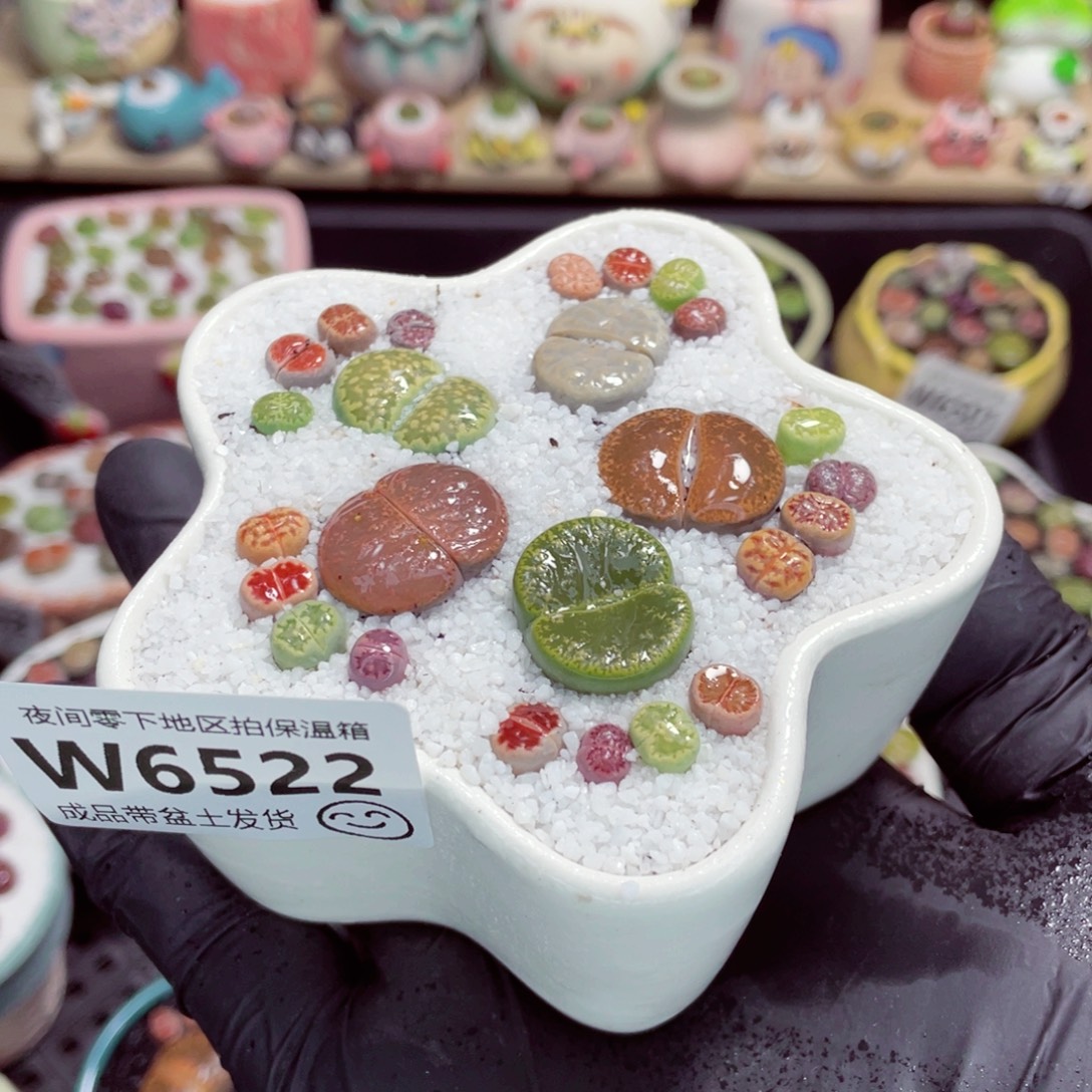 夜间零下地区拍保温箱w6522