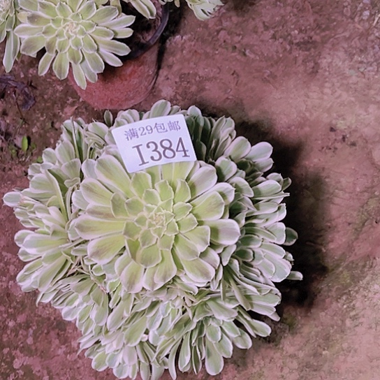 1384碧浪多肉植物