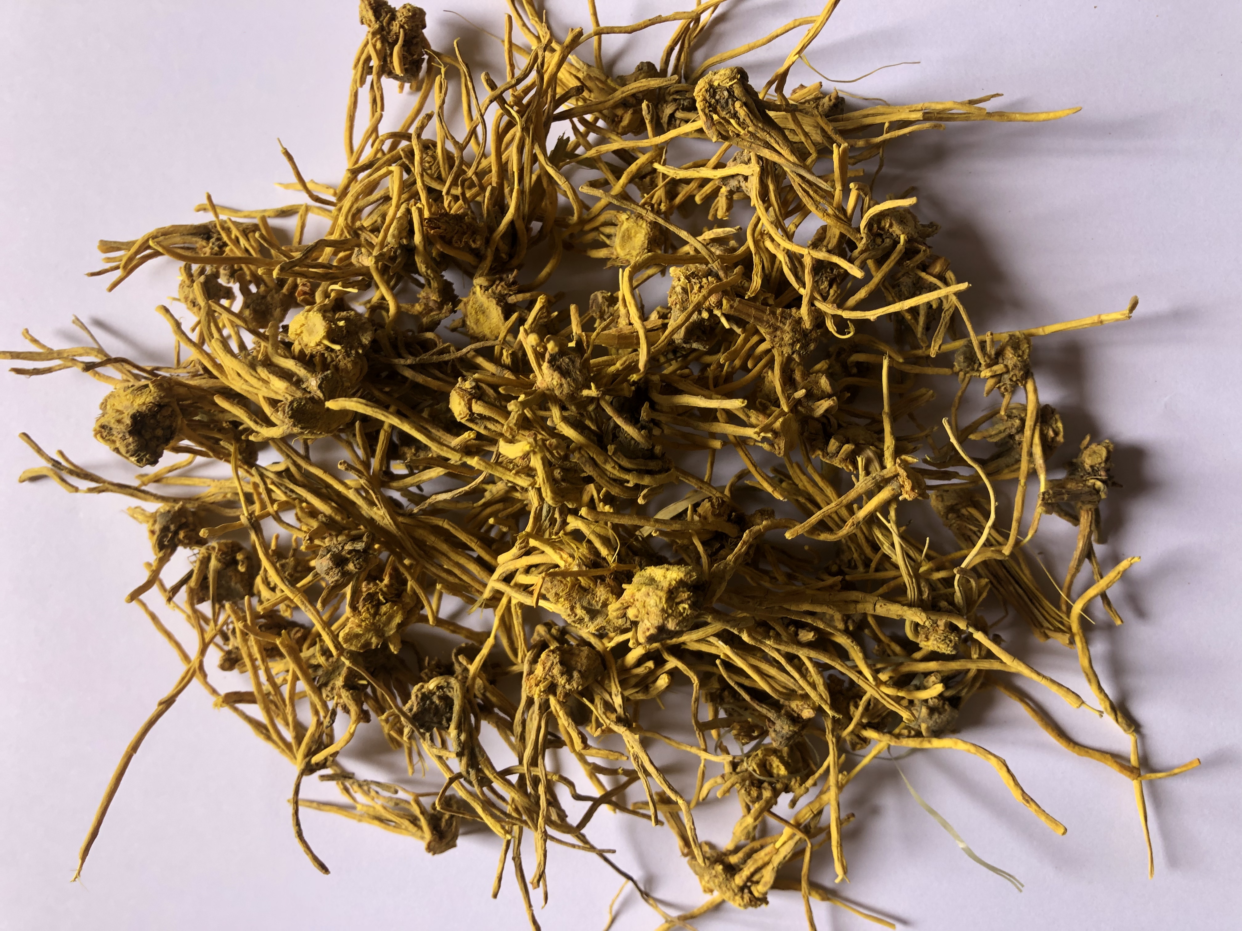 高山高海拔【金龙须】