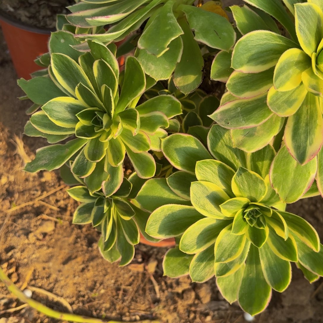 340多肉植物捧花的