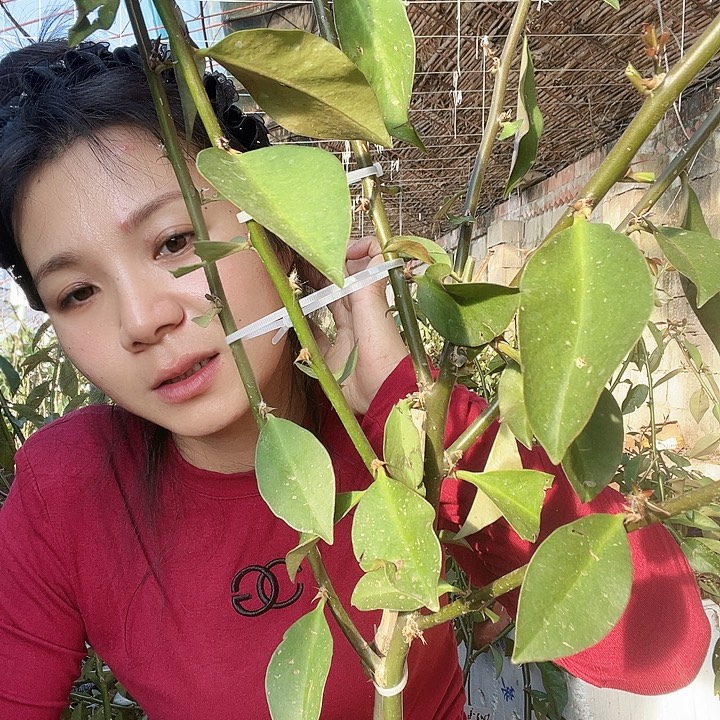 *****8958耕读一颗七分枝叶仙