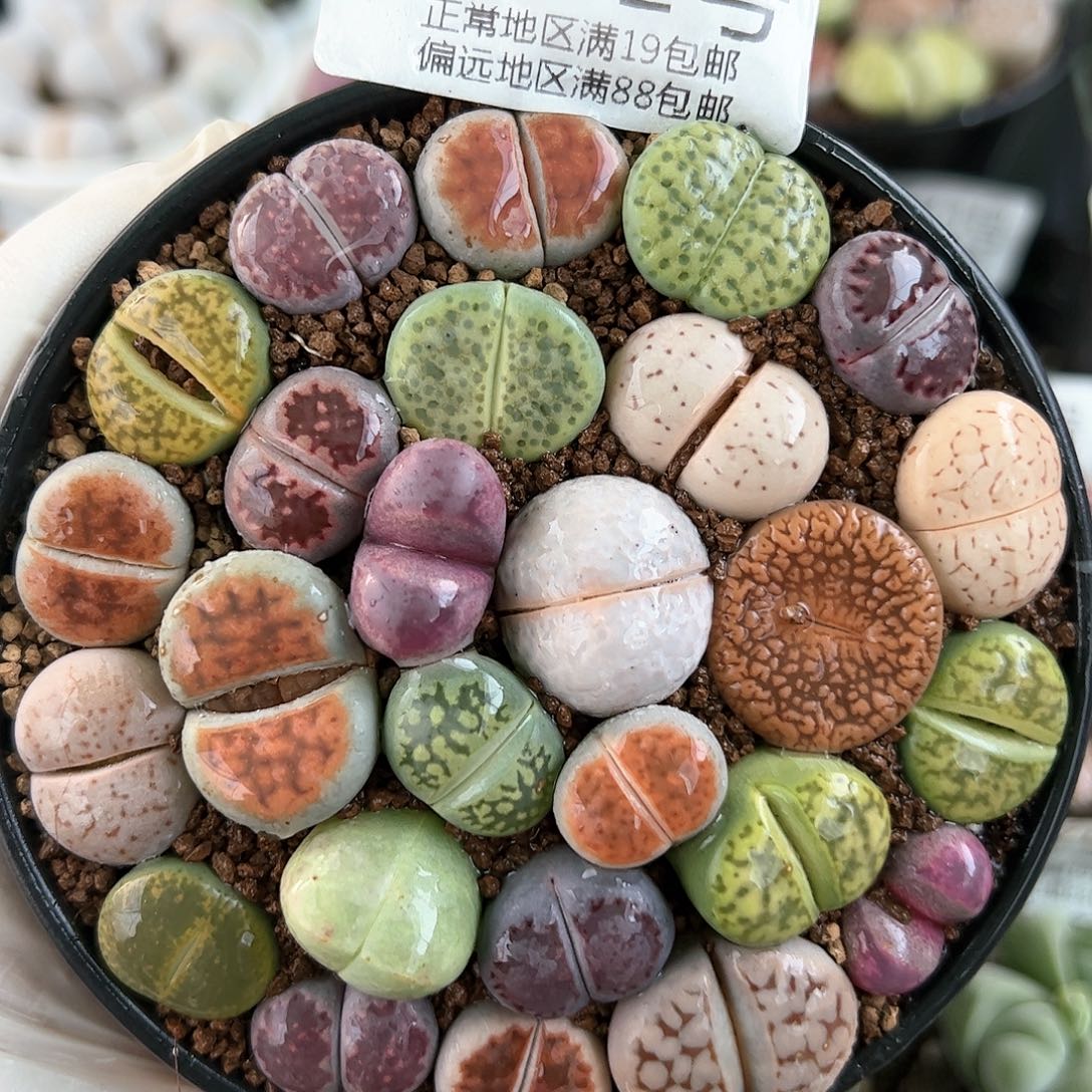 好养易活生石花大母本8652